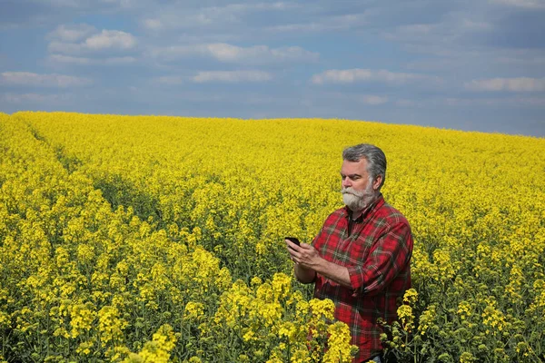 农民或农艺师检查田里油菜籽的质量 用手机打字 春天油菜籽 — 图库照片