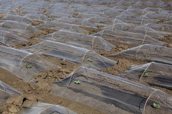 Feld Von Wassermelonen Und Melonensetzlingen Pflanzen Unter Kleinen Schützenden Plastikgewächshäusern — Stockfoto