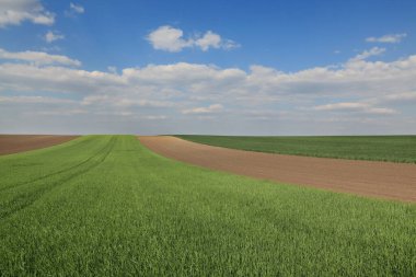 Baharın başlarında yeşil buğday tarlaları Güzel gökyüzü ve bulutlarla
