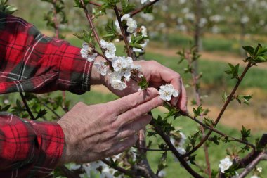 Tarımcı veya çiftçinin elleri meyve bahçesinde çiçek açan kiraz ağacını inceler
