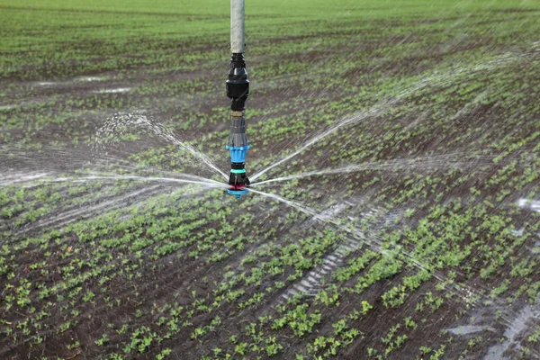 Närbild Sprinkler Vid Bevattningssystem För Vattenförsörjning Ärtfält Stänk Vatten Till — Stockfoto