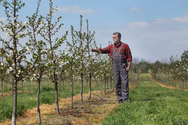 Agronomo Agricoltore Che Esamina Tocca Ciliegi Fiore Nel Frutteto — Foto Stock