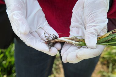 Baharın başlarında buğday kalitesini denetleyen çiftçi ya da tarımcı, fabrikayı tutan eldivenlerdeki ellerin yakın çekimi