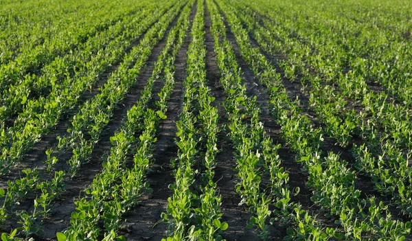 Green Cultivated Pea Plants Field Spring Selective Focus — Stock Photo, Image