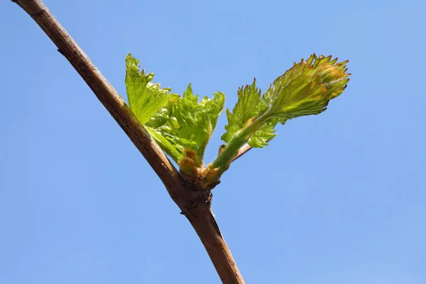 Closeup Folhas Macias Verdes Uva Vinho Primavera Com Céu Azul — Fotografia de Stock