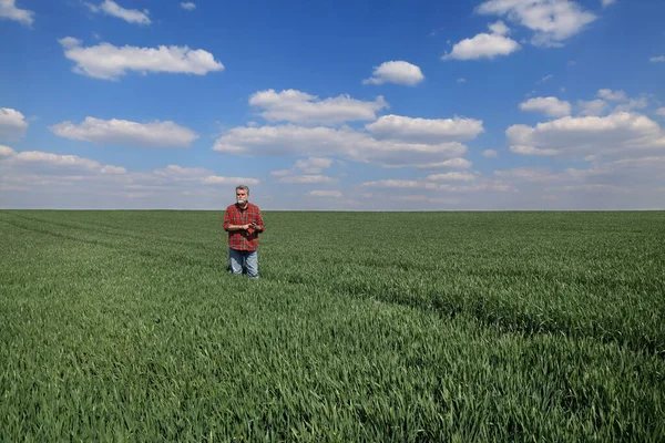 农民或农艺师在春季考察田里小麦植物的质量和手机打字 — 图库照片
