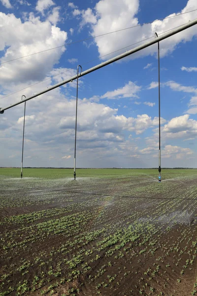 Bewässerungssystem Für Die Wasserversorgung Erbsenpflanzenfeld Mit Schönem Himmel Bewässerungsanlagen Die — Stockfoto