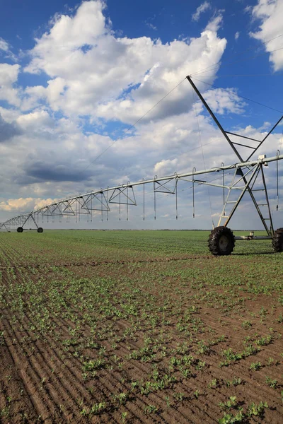 Bewässerungssystem Für Die Wasserversorgung Erbsenpflanzenfeld Mit Schönem Himmel Bewässerungsanlagen Die — Stockfoto