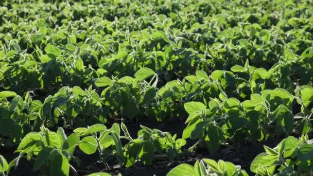 Agriculture Green Cultivated Soybean Plants Field Late Spring — Stock Video