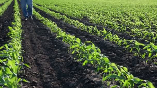 Agricultor Agrônomo Caminhando Inspecionando Qualidade Das Plantas Milho Campo Tocando — Vídeo de Stock