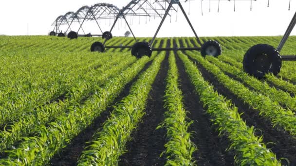 Campo Milho Verde Jovem Primavera Com Sistema Irrigação Para Abastecimento — Vídeo de Stock