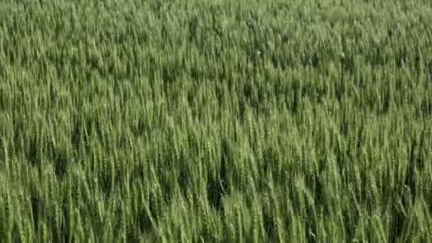 Plantes de blé vert dans le champ avec soufflage du vent, l'agriculture au printemps 