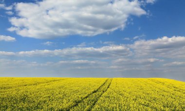 Petrol tecavüzü, tarlada çiçek açan kanola bitkilerinin olduğu manzara, ilkbahar başı.