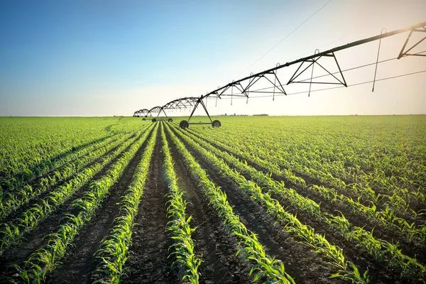 Campo Maíz Joven Verde Primavera Con Sistema Riego Para Suministro — Foto de Stock