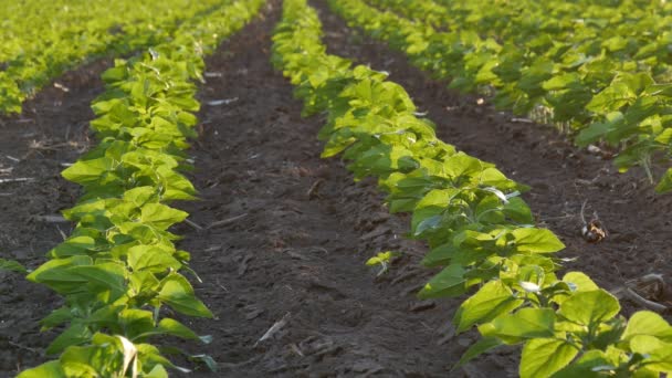 Reihen Junger Grüner Sonnenblumenpflanzen Auf Dem Feld Bei Sonnenuntergang Landwirtschaft — Stockvideo