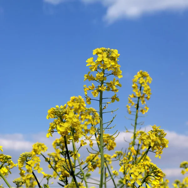 Oil Rape Closeup Blossoming Canola Plants Field Blue Sky Clouds — Stock Photo, Image