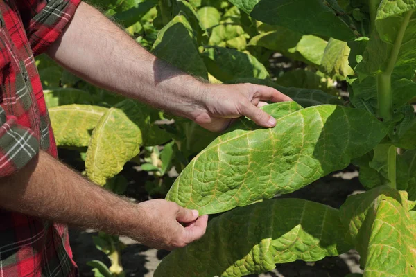 Agricultor Agrónomo Que Examina Recoge Hoja Planta Tabaco Campo Primer —  Fotos de Stock