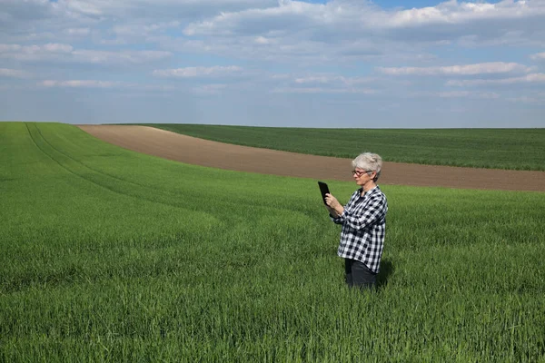 Yetişkin Kadın Çiftçi Tarımcı Tarladaki Yeşil Buğday Bitkilerinin Kalitesini Tablet — Stok fotoğraf