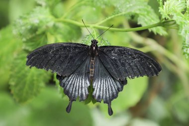 Yeşil yapraklı Papilio lowi.