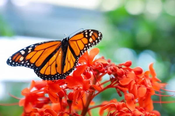 Danaus plexippus butterfly on the red flower. — Stock Photo, Image