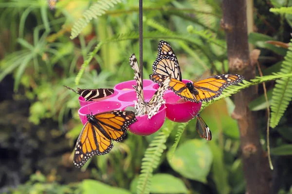 Butterfly feeding in the arboretum. — Stock Photo, Image