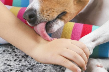 Basenji köpeği kızın bacaklarına uzanıp elini yalıyor..