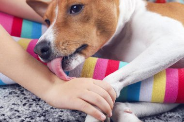 Basenji köpeği kızın bacaklarına uzanıp elini yalıyor..