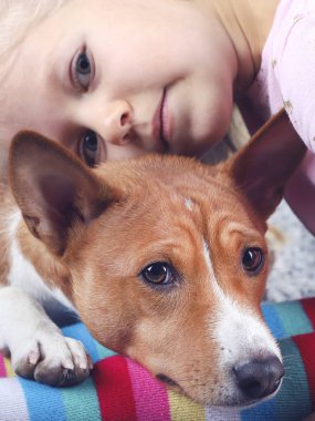 Basenji köpeği kızın bacaklarının üzerinde yatıyor..