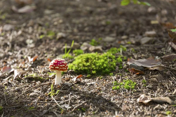 Petit champignon Amanita muscaria dans la forêt terrain vert front de mousse — Photo