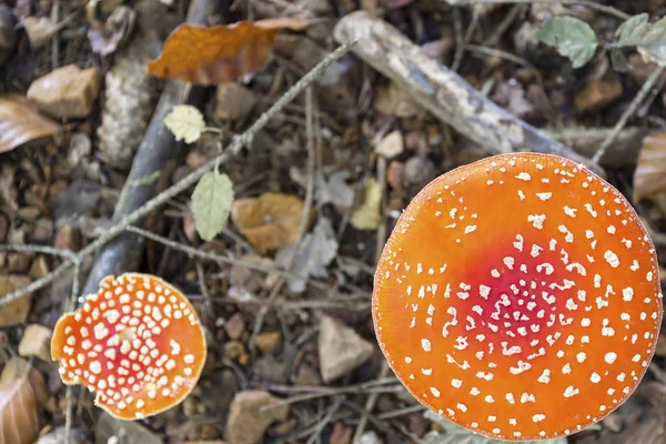 Seta grande y pequeña Amanita muscaria en el suelo del bosque verde a — Foto de Stock