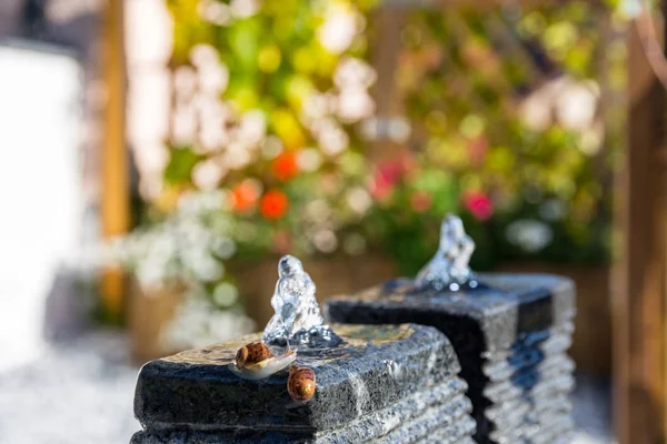 Two slugs snails taking bath on water fountain in garden area — Stock Photo, Image