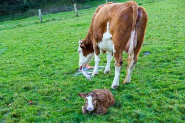 mother cow with new born calf hours after giving birth on green grassland clipart