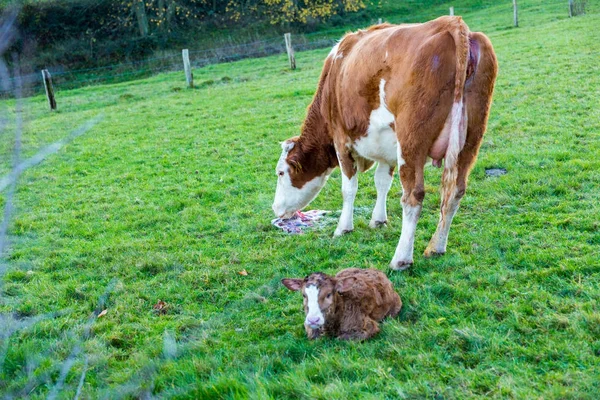 Мать корова с новорожденным теленком через несколько часов после рождения на зеленом — стоковое фото