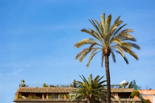 rooftop patio over the city of rome italy with pam tree on sunny