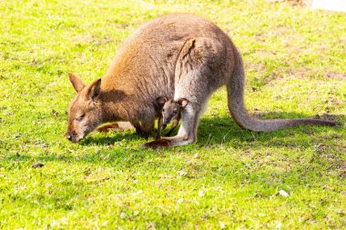 Yenidoğan çim yeme üzerine bir çantada ile kanguru