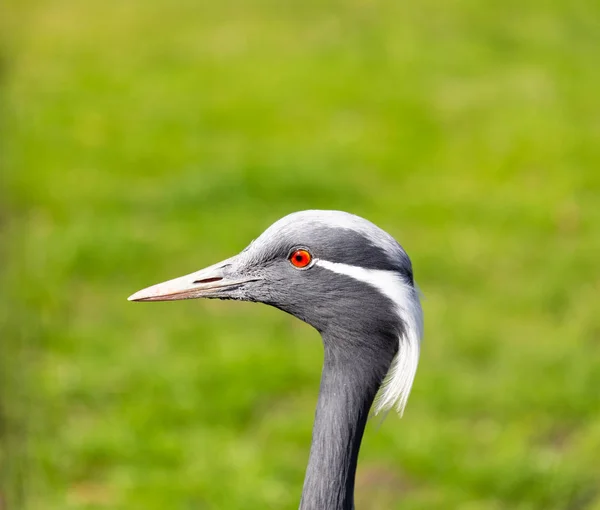 Grue deshumelle avec oeil rouge vif — Photo