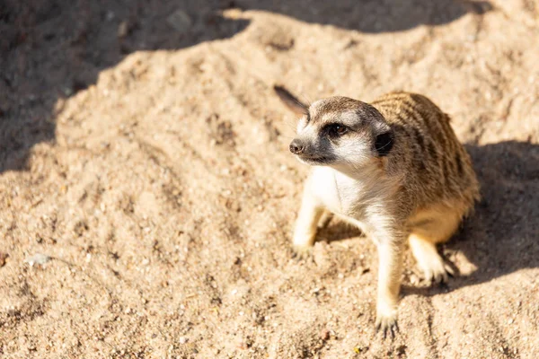 meerkat sitting on sand flloor gazing into the distance