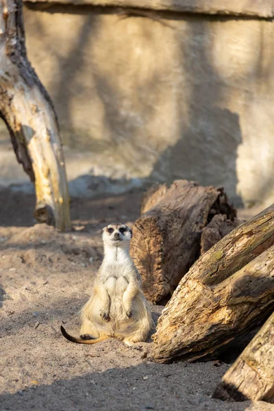 Suricata sentada en el suelo de arena mirando a la cámara — Foto de Stock