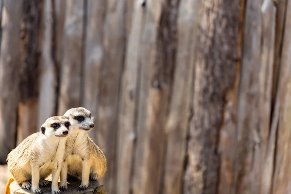 Dos suricatas sentadas en un tronco de árbol mirando fijamente a la distancia — Foto de Stock