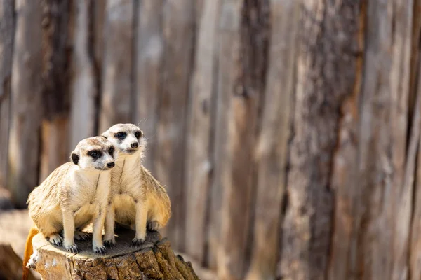 Dos suricatas sentadas en un tronco de árbol mirando fijamente a la distancia — Foto de Stock
