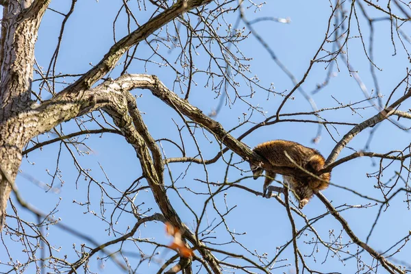 Racoon sleeping in a tree — Stock Photo, Image