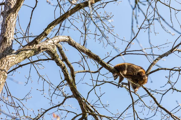 Racoon taking a nap in a tree — Stock Photo, Image