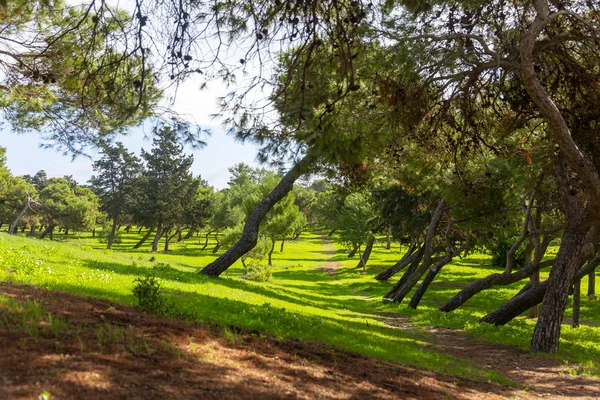 Sendero de senderismo que conduce a través del prado verde con árboles —  Fotos de Stock