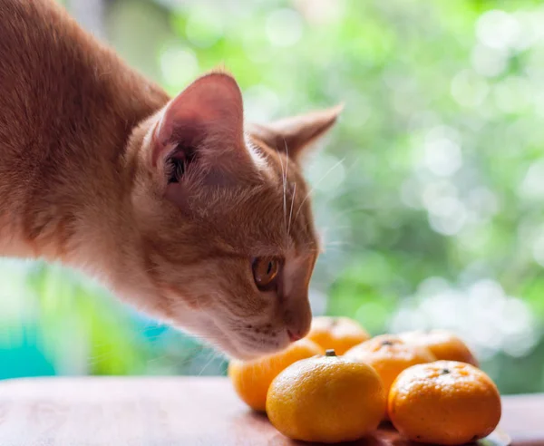 Kedi mandalina kokulu
