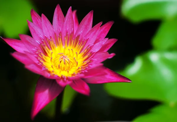 Siyah arkaplanda lotus çiçeği