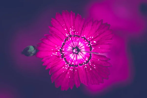 Bright Purple Carnation Flower Dark Background — Stock Photo, Image