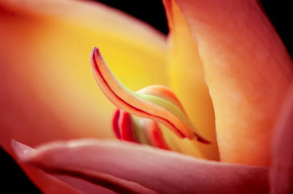 Sarı-kırmızı açılış Lily Bud