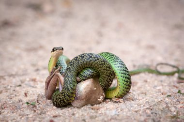 Yeşil palmiye yılanı kurbağa yiyor.