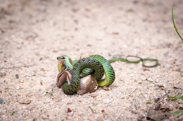 Serpent Vert Mangeant Une Grenouille — Photo