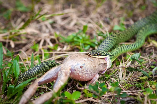 Yeşil Palmiye Yılanı Kurbağa Yiyor — Stok fotoğraf